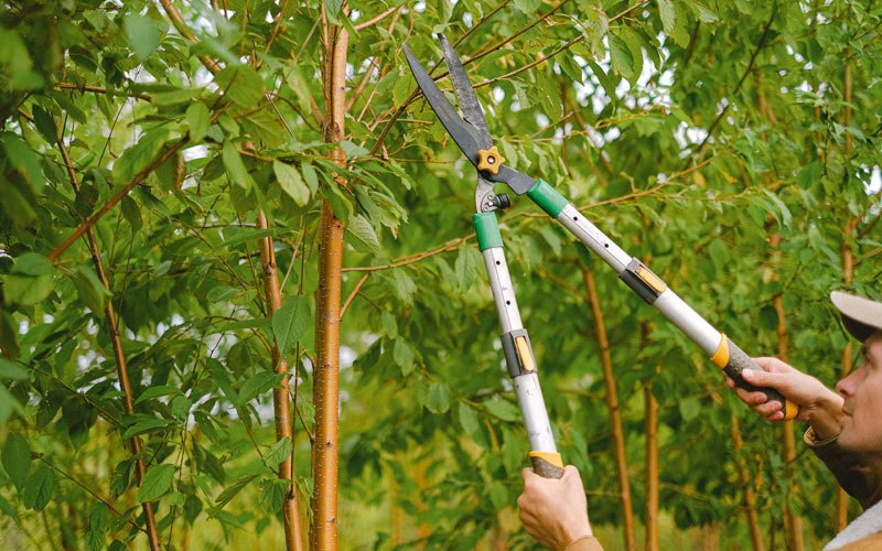 Tree trimming in Wall Lake, IA